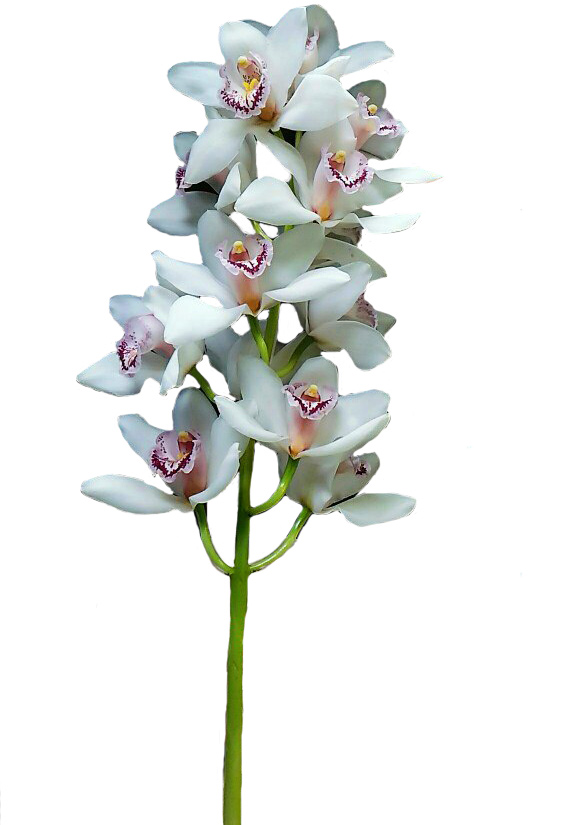 Орхидея цветы цена за штуку купить подарить цветы с доставкой в другой город